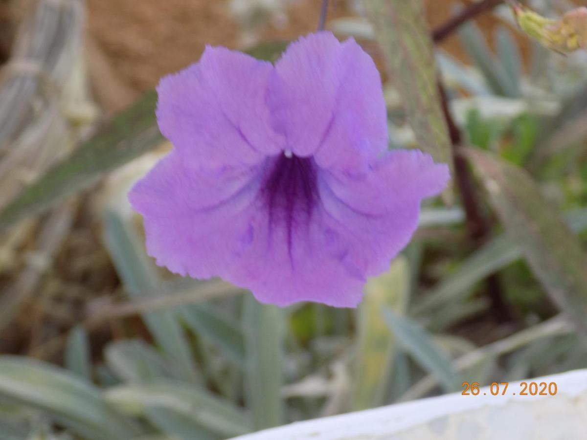 Dar Mamina Bed & Breakfast Sidi ash Shammakh Luaran gambar